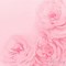 Image result for Light Pink Color Wallpaper
