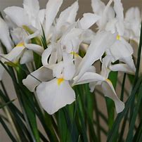 Iris hollandica Alaska માટે ઇમેજ પરિણામ
