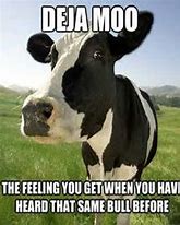 Image result for Cow Pun Memes