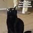 Image result for Black Cat Meme PFP