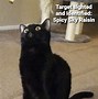 Image result for Black Cat Blur Meme