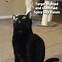 Image result for Black Cat Meme Arms