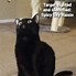 Image result for Black Cat Love Memes