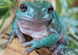 Image result for White Tree Frog Cute