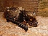 Image result for Types of Bats Species