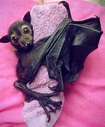 Image result for Australium Bat