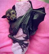 Image result for Bat Upside Down Baby Jske