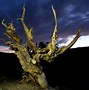 Image result for 7000 Year Old Tree