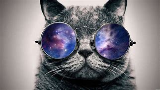 Image result for Galaxy Dog and Cat
