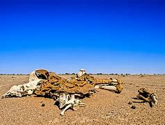 Image result for Shipwreck in Desert