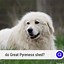 Image result for What Does a Great Pyrenees Broken Tail Look Like
