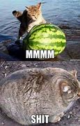Image result for Fat Cat Spam Meme