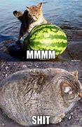 Image result for Flying Fat Cat Meme