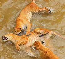 Image result for Ligers Swimming