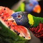 Image result for Watermelon Animals