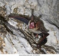 Image result for Vampire Bat Cave
