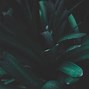 Image result for Dark Green Leaves Texture