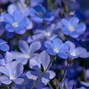 Image result for What Colour iOS Flax