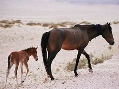 Image result for Desert Horse Breeds