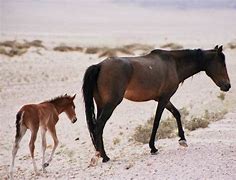 Image result for Desert Horse Breeds