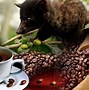 Image result for Gambar Biji Kopi Luwak