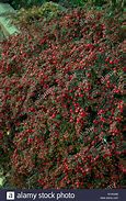 Bildergebnis für Cotoneaster microphyllus