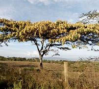Image result for Kenya Trees