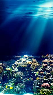Image result for Underwater Live Wallpaper
