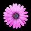 Image result for AMOLED Black Wallpaper Flowers