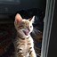 Image result for Winking Cat
