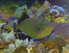 Image result for Indian Triggerfish