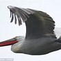 Image result for Giant Pelican Looking Bird
