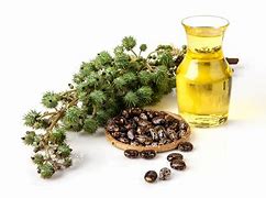 Image result for Eira Oil