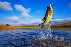 Image result for Bass Fish Jumping Out of Water