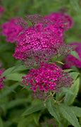 Image result for Spiraea japonica Neon Flash