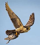 Image result for Falcon Bird Flying