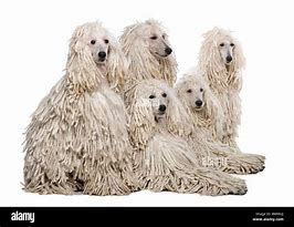 Image result for Corded White Poodle