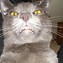 Image result for Copyright Free Funny Cat Face