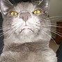 Image result for Funny Cat Face and Cute