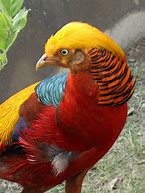 Image result for Phoenix Animal