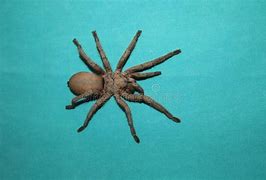 Image result for Bird Eating Spider Fangs