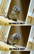 Image result for Funny Owl Memes Clean