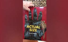 Image result for Actual Size Steve Jenkins