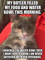 Image result for Not Funny Cat Meme