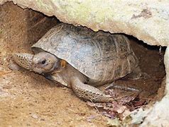 Image result for Mojave Desert Tortoise Home