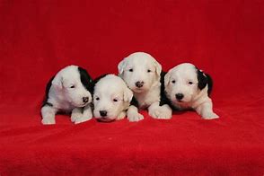 Image result for Photo of Both the Parent Dogs and Their Offspring
