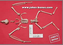 Image result for Animal Jaw Bone Identification