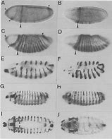 Image result for Hedgehog Fly Gene