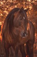 Image result for UHD Horse Photography