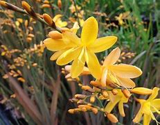 Bilderesultat for Crocosmia Solfatare